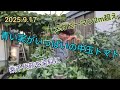 家庭菜園・札幌、、、「中玉トマト今付いている実は熟すのでしょうか?」&「ピーマン2m超えました❗」&「紫千代萩を草木染用に」