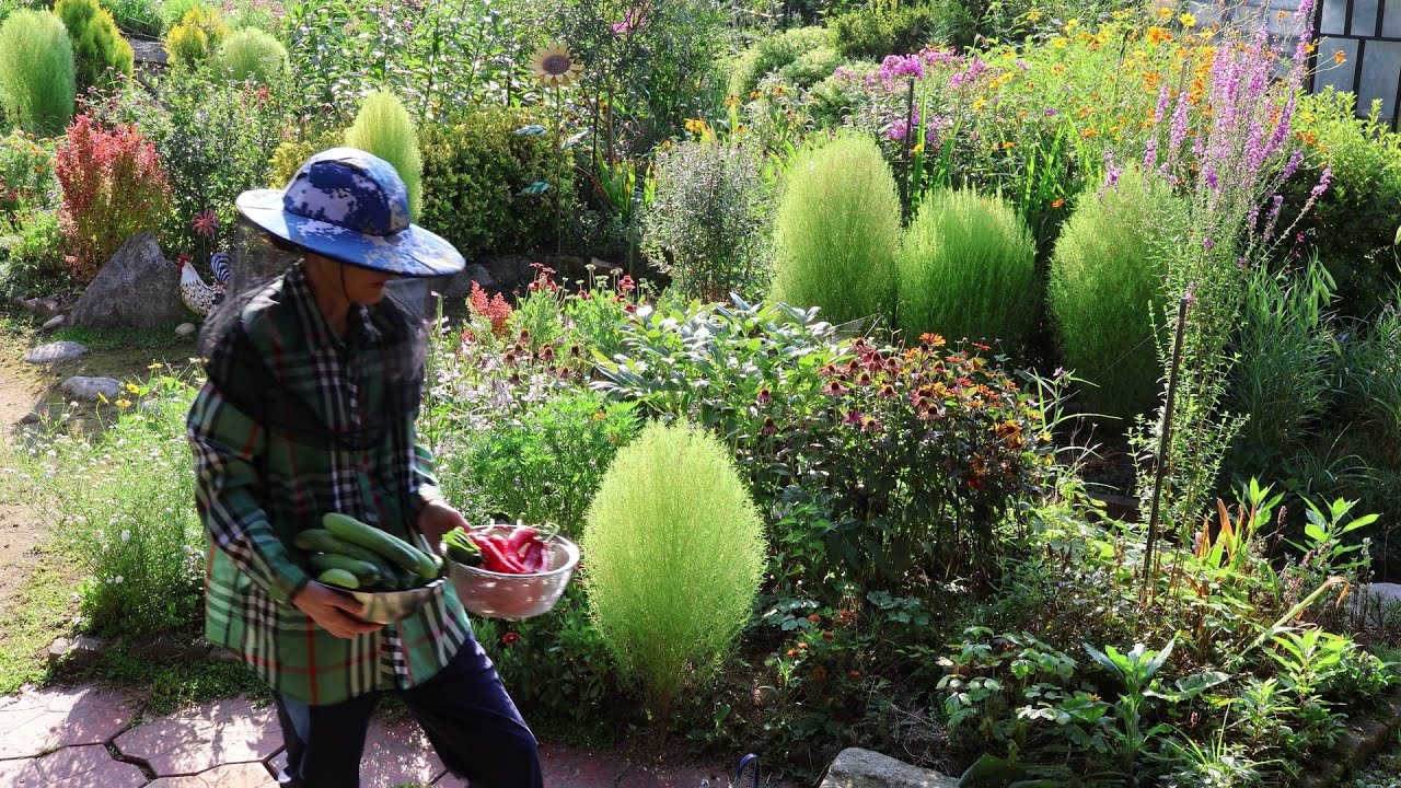 Жизнь в корейской деревне, сбор органических овощей и фруктов каждое утро~!!