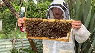 Honey bound brood - Flow Hive 