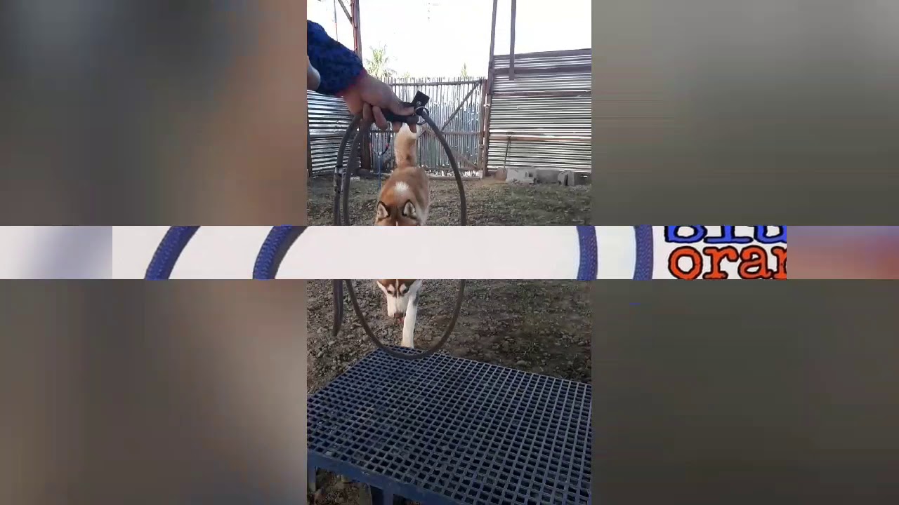 How to use Giya leash YouTube