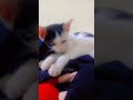 kya aap ne kabhi billi ku rote huve dekha hai