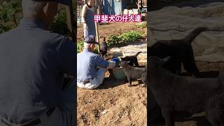 A 93-year-old man falls in the field, and a Kai Ken puppy worries about him.🌾爺さん大丈夫☘️#甲斐犬#sorts