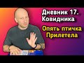 Когда же это все закончится? Опять птичка прилетела! // Дневник Ковидника