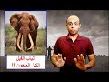 أنياب الفيل الكنز الملعون Elephant Tusks 