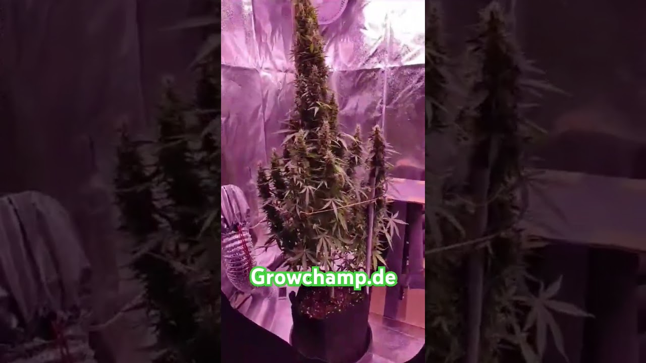 80x80 Grow Report - Caluma 240W LED & 80x80x160 Grow Zelt