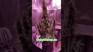 80X80 Grow Report - Caluma 240W Led & 80X80X160 Grow Zelt