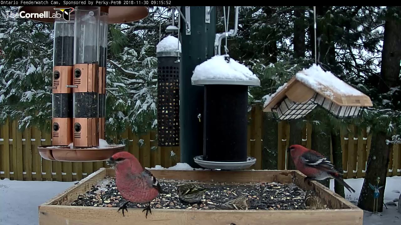 Ontario FeederWatch Cam Hosts Diverse Visitors – Nov. 30, 2018