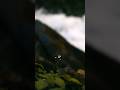 #shorts#ytshorts#video#viral#youtubeshorts#shortsfeed#nature#naturelovers#naturephotography