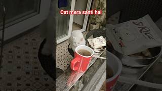 Mera Shanti Cat 🐈 mera sukoon hai 💖 #CatLover #Shorts #cat  #petlover  #shortsviral #trending