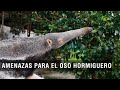 Amenazas para el oso hormiguero - TvAgro por Juan Gonzalo Angel Restrepo