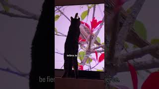 i saw a bird. i had questions. i asked them with my paw. (british shorthair)