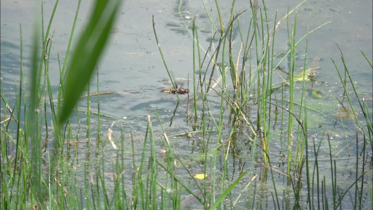 Slow motion - dragonfly laying eggs