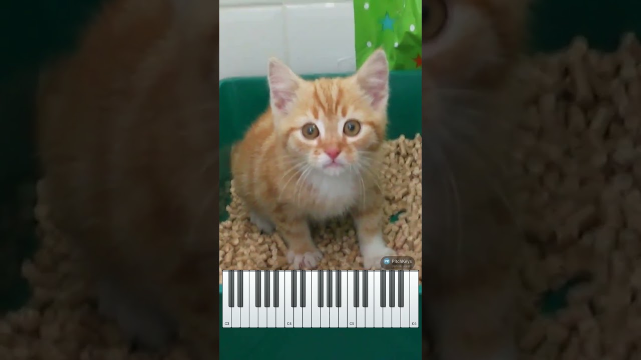 Regardez This kitten's distress call is in D major 🎹 sur YouTube Regardez This kitten's distress call is in D major 🎹 sur YouTube