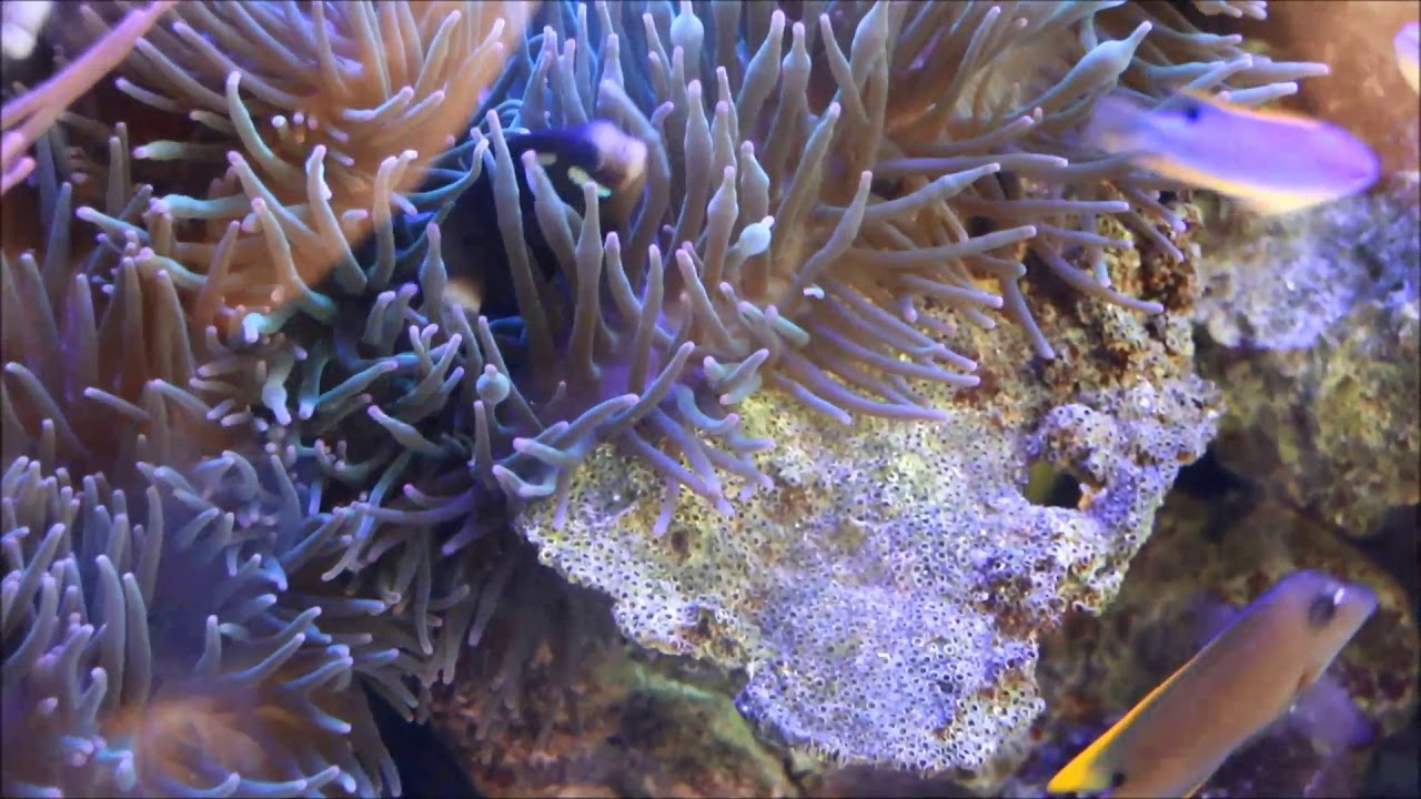 camera iphone 8 plus apk Amphiprion mccullochi & Entacmaea quadricolor黑金鋼對魚與奶嘴海葵