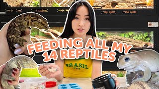 WHAT I FEED MY REPTILES!