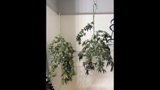 Time to trim the Sunday drivers. #thc #cbd  #exit420az #cannabiscommunity