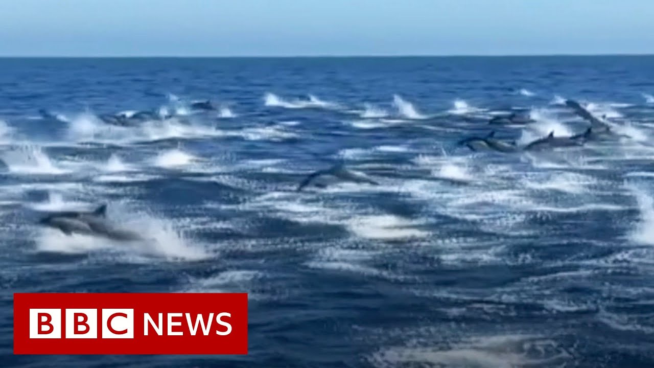Dolphin stampede wows whale watchers - BBC News