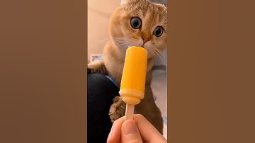 kelakuan meong bikin ngakak, kucing lucu #cat #oyenbarbar #kucinglucu #oyenlucu