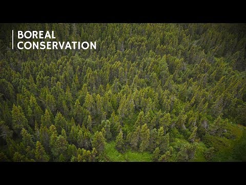 Pictures of animals in the boreal forest