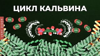 картинка: Биохимия фотосинтеза: #4. Цикл Кальвина [Clockwork]