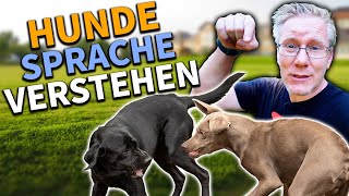 Körpersprache und Kommunikation unserer Hunde verstehen - so hab ich es gelernt!