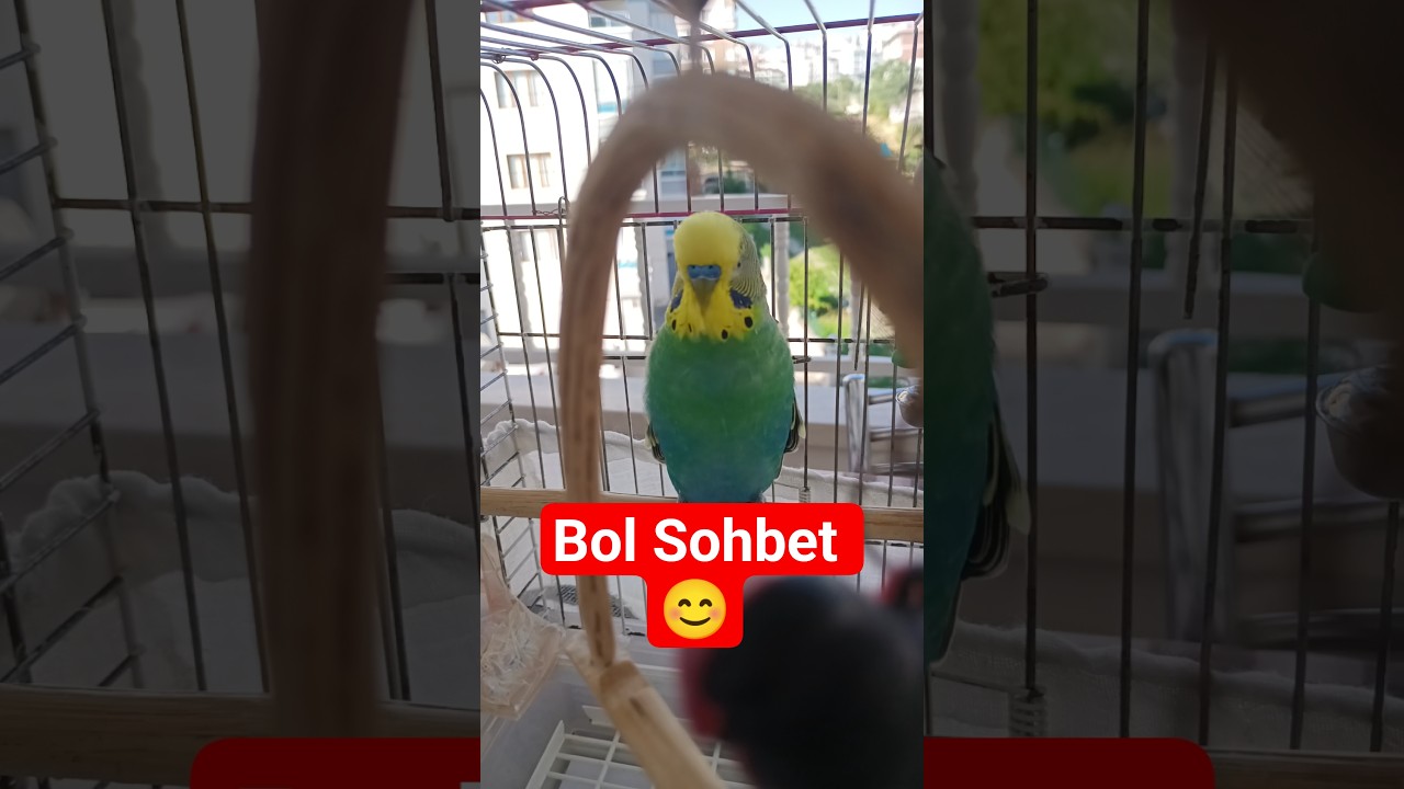 Bol sohbet #muhabbetkuşu #konuşankuş #birds #talkingparot #vogel #budgies #konuşanmuhabbetkuşu