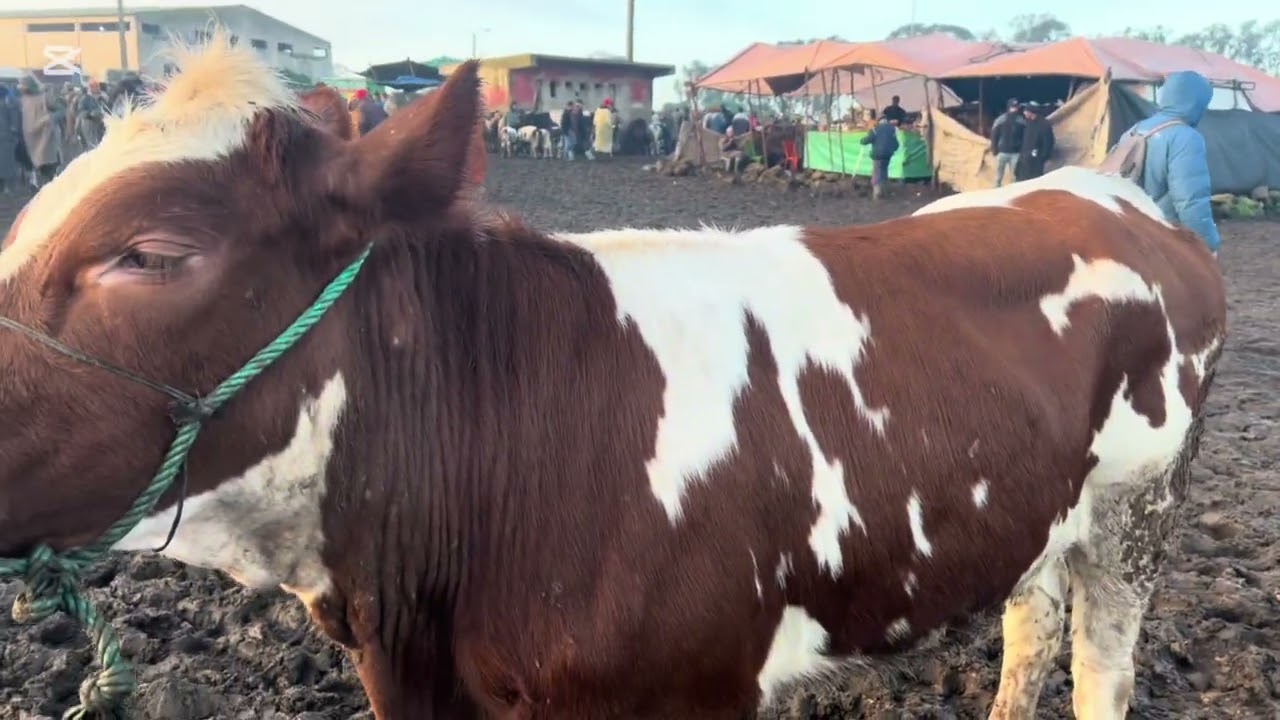 سوق حد سوالم 31/1/2026 سوق حماسي خديت عجلات بلجيكيات فلمستوى عالي 