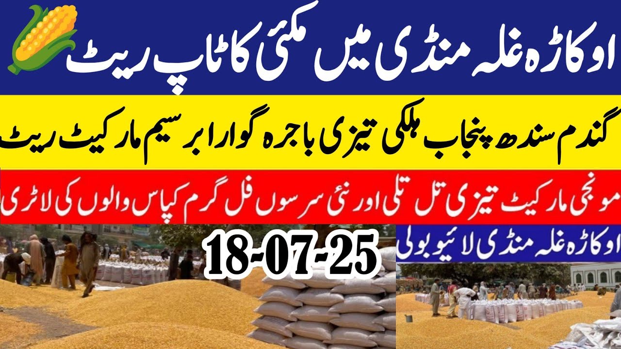 wheat price today in Pakistan/Munji Sindh Punjab rates/Maize 🌽 price ...