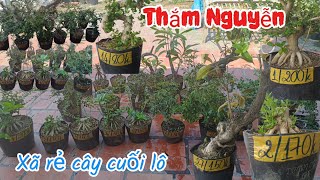 4/4/2026 _Tham Nguyen #0369298778 _Beautiful fragrant Sam tree, cheap mountain Sam tree, lekima, ...