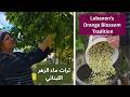                                              تقطير ماء الزهر في القرى اللبنانية  تراث من قلب الأرض نجومي