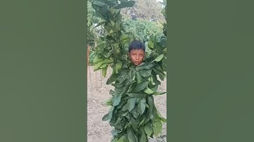 Plant trees, save lives." 🌱🌍#Jiten er krishi kotha #tree farming