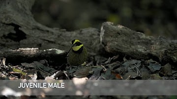 Javan Banded Pitta