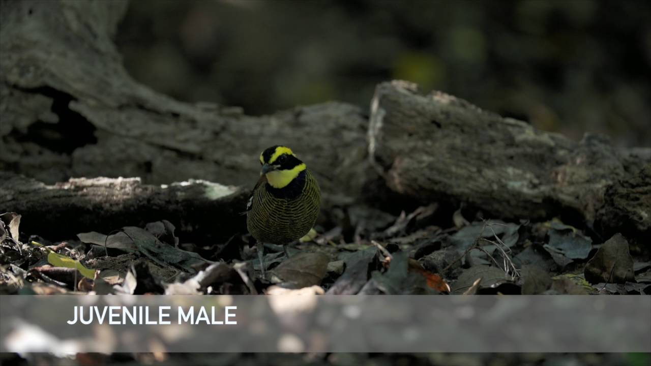 Javan Banded Pitta 