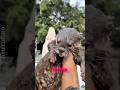Otter learn to Swim for the First Time❤️। #shorts #cute
