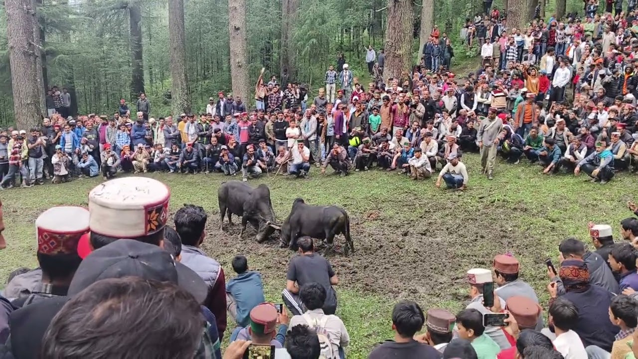 The Thrill of the Ox Figh.Ox Fight Culture.(balo panjo)