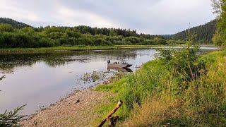 Попали на хороший клев хариуса..