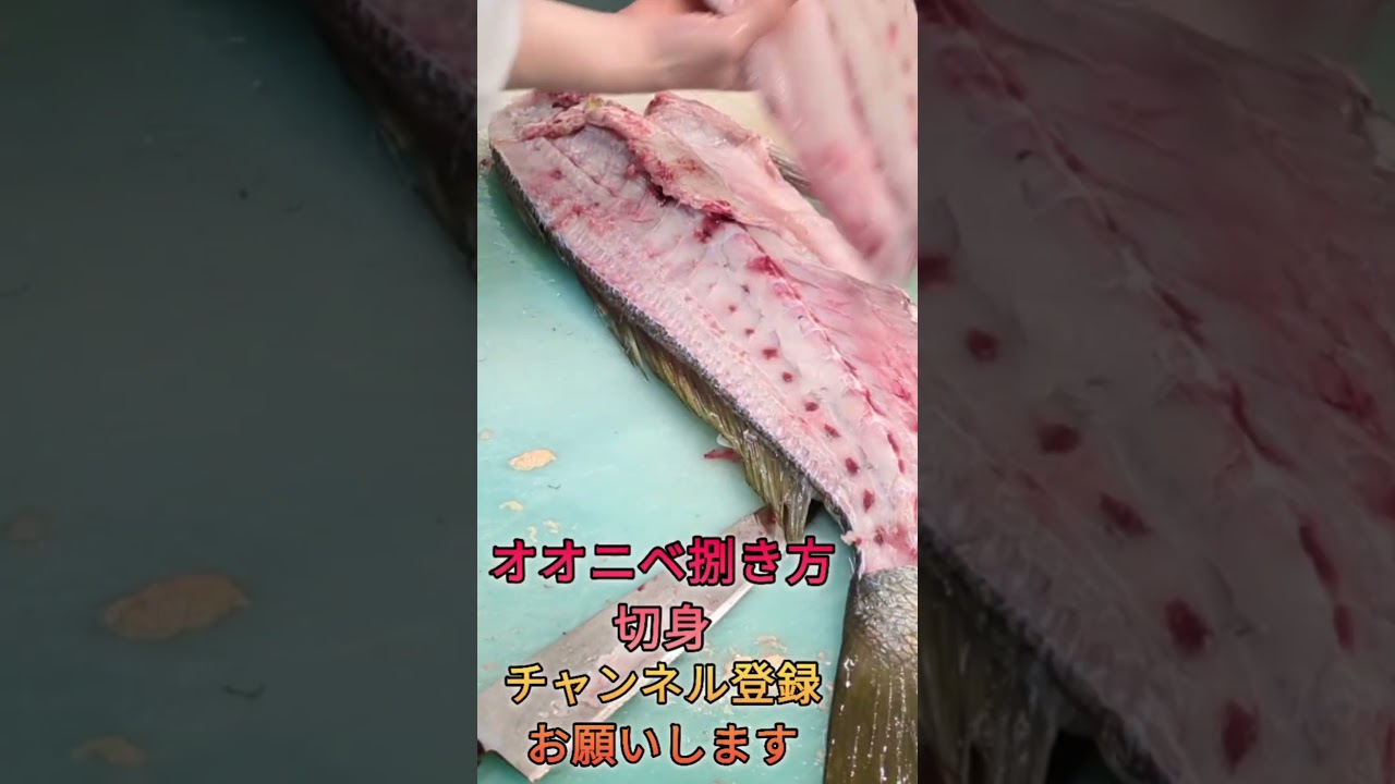 オオニベ切身#short #shorts #new #fish #japan #howto #おすすめ #簡単 #料理 #釣り #楽しい #美味しい
