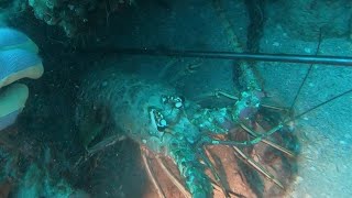 Lobster dive 140’ Gulf of Mexico