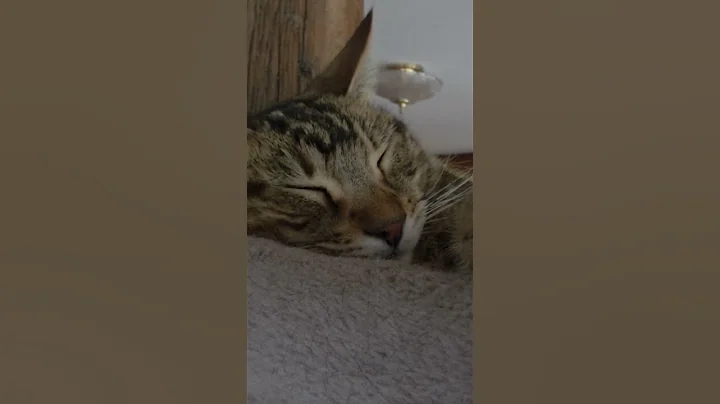 Watch the video about Jackson Chan took a very good nap 😹😻 #lovewins #cat #funny #catlovers #cutecat #catshorts #bengalcat