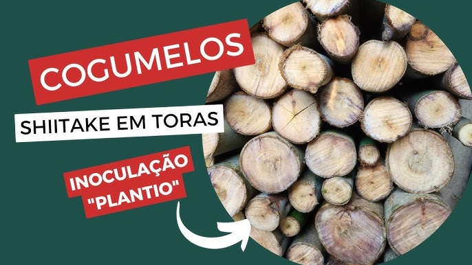 Cultivo de Shitake em toras  Incubação de troncos de cogumelo — Eightify