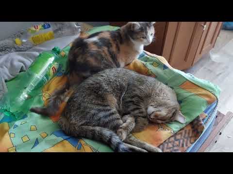 Лечение Маруси от ФИП. Кошка с ФИП. Инфекционный перитонит кошек