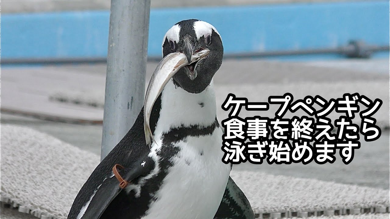 ケープペンギン ごはんを食べた後は泳ぎます【掛川花鳥園】African