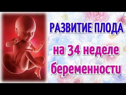 Развитие плода на 34 неделе беременности/Календарь беременности!