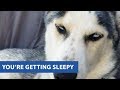 Husky struggles to stay awake