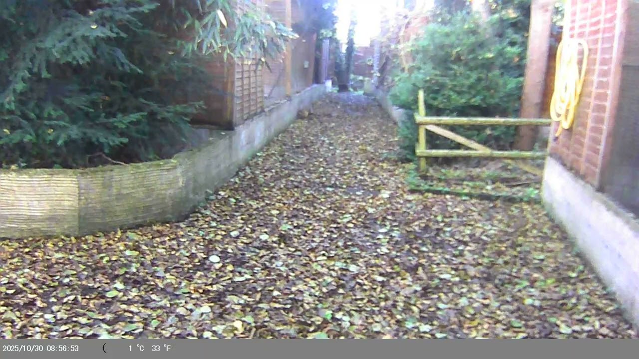 Trap Camera Captures Eastern Gray Squirrel (Sciurus carolinensis) On 30 October 2025