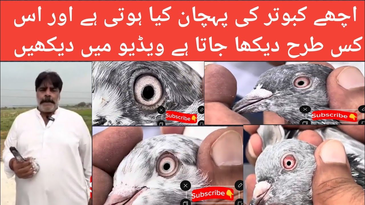 Visit of New Pigeon Setup|Best Kabutar Ke Pechan