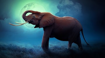 The Elephant Photo manipulation | Photoshop Tutorial