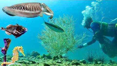 Lặn Biển Bắt Mực Nang, Cá Bò Châu Phi, Cá Ngựa Giá Trị Cao và Những Loại Sò Ốc Khác… | Cảnh 86