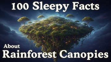 The Most Relaxing Rainforest Canopy Facts to Fall Asleep