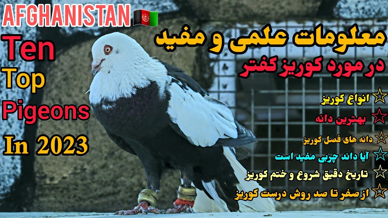 بهترین دانه، انواع کوریز|معلومات علمی|دادن چربی اشتباه است|Afghanistan Ten Top Pigeons in 2023